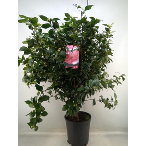Camellia japonica