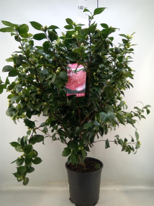 <h4>Camellia japonica</h4>