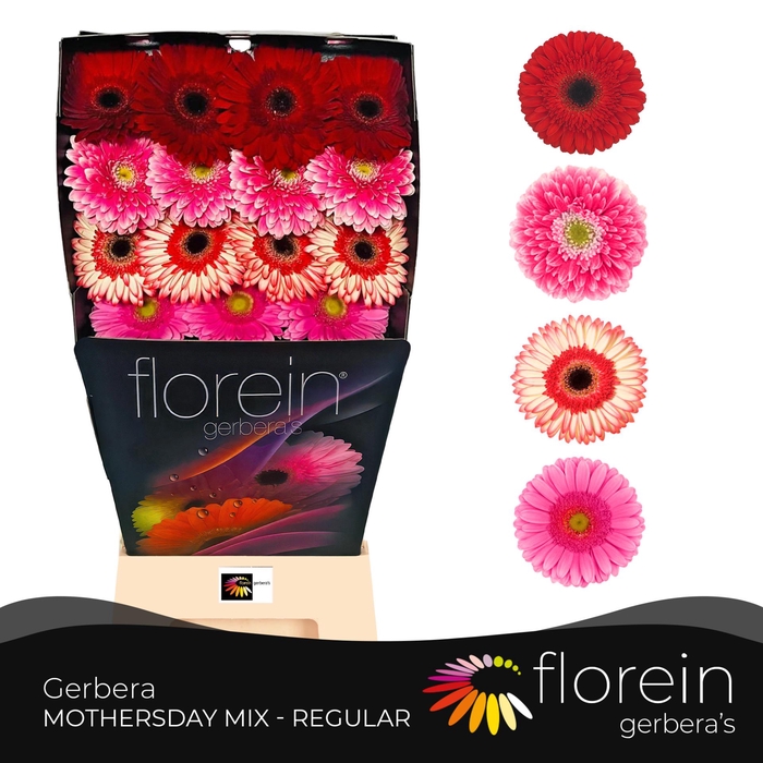 <h4>Gerbera Mix 4 kleuren Diamond</h4>