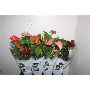 Anthu An Gem 4 Kl 4-5+