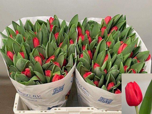 <h4>TU EN ESCAPE</h4>