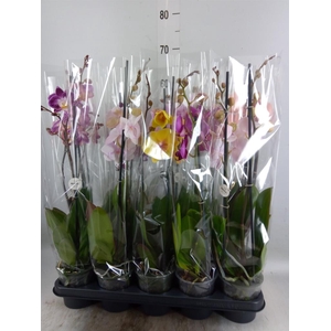 Phalaenopsis   ...mix