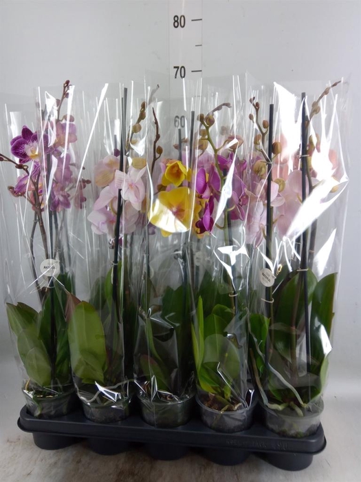 <h4>Phalaenopsis   ...mix</h4>