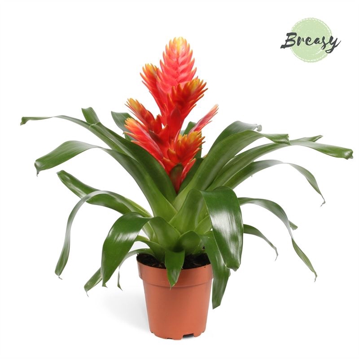 <h4>Vriesea Intenso Peach</h4>