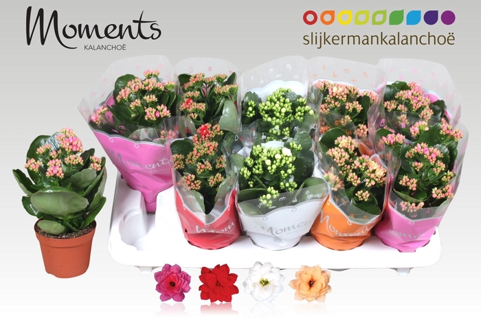 <h4>KAL GE GEM 4 KL</h4>