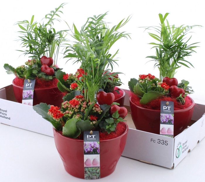 <h4>ARR KAMERPL</h4>