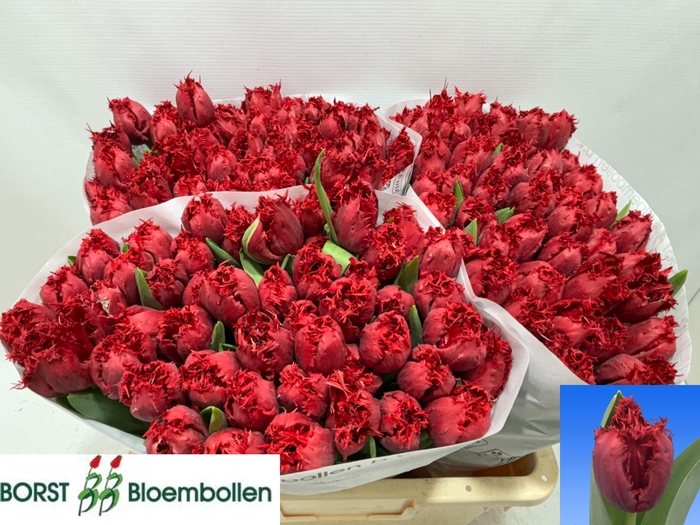 <h4>TU FR PEARL HARBOR</h4>