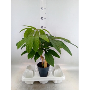 Planten Groen   ...L%