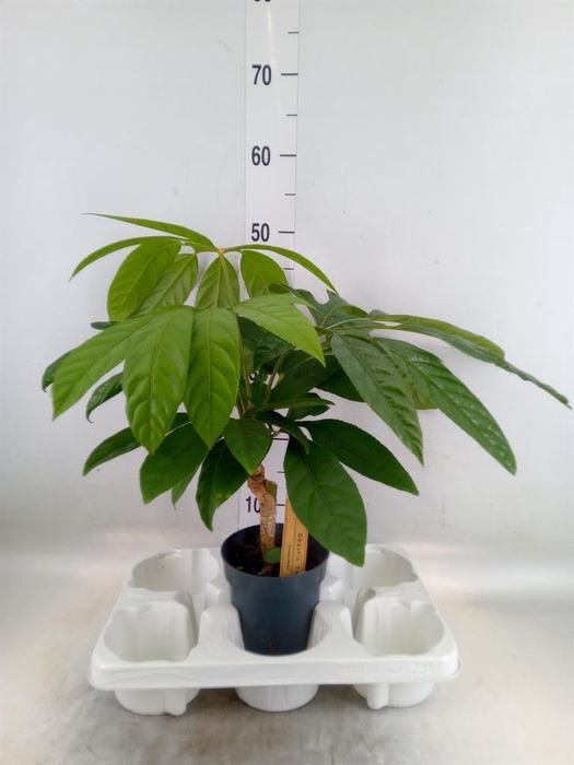 <h4>Planten Groen   ...L%</h4>