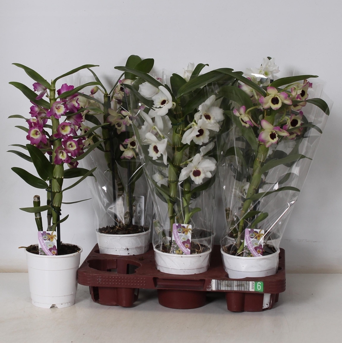 <h4>DEND NOBILE</h4>