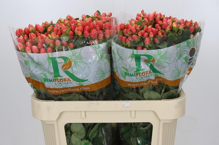 <h4>Hypericum Magical Royal Princess</h4>