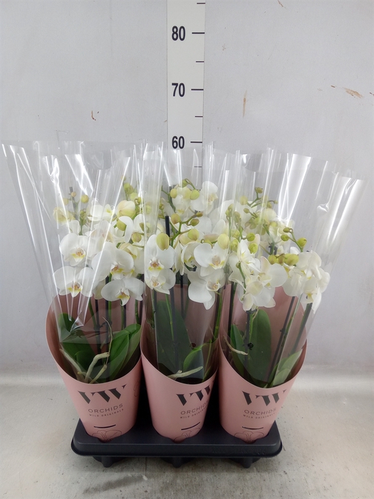 <h4>Phalaenopsis  'Ant Inverness'</h4>