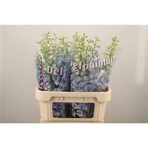 Delph El Dewi Boy Pale Blue