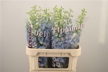 <h4>Delph El Dewi Boy Pale Blue</h4>