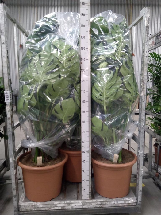 <h4>Monstera delic.</h4>