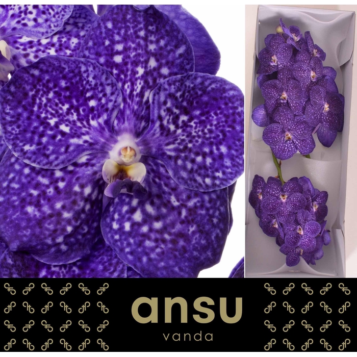 <h4>Vanda Nitaya Tweed Blue</h4>