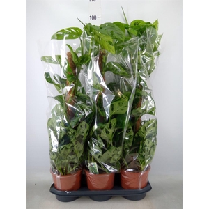 Monstera obliqua 'Monkey Mask'