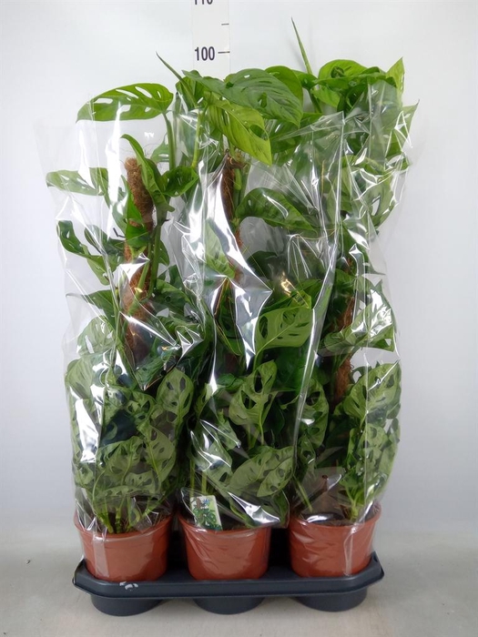 <h4>Monstera obliqua 'Monkey Mask'</h4>