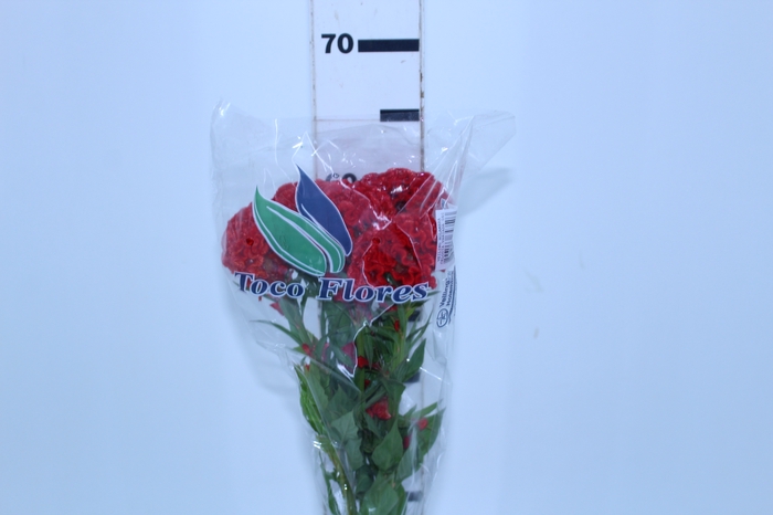 CELOSIA FIRE CHIEF 060 CM VERMELHO