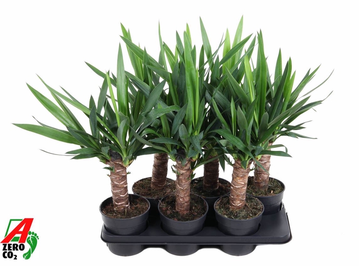 <h4>Yucca</h4>