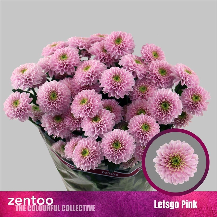 <h4>Chr T Letsgo Pink</h4>