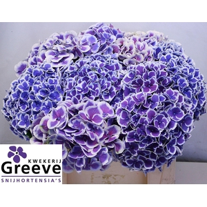 HYDRANGEA  'BEAUTENSIA DALI'