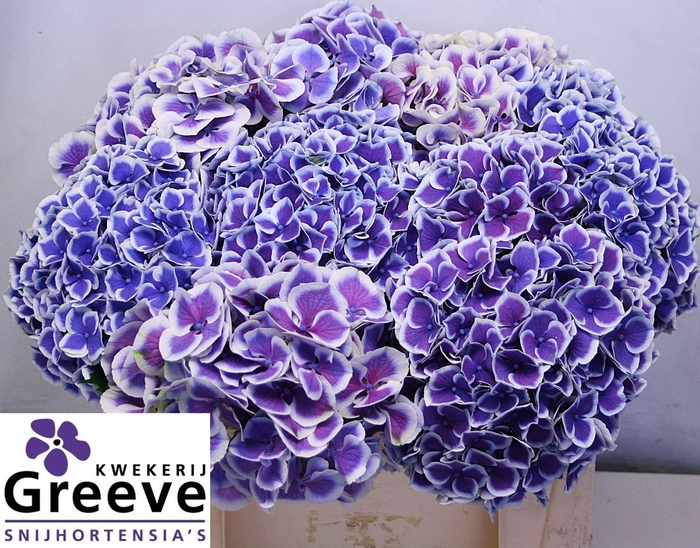 <h4>HYDRANGEA  'BEAUTENSIA DALI'</h4>