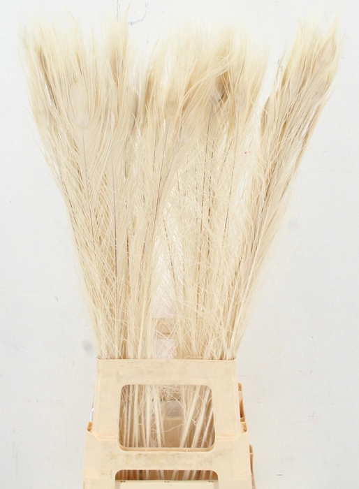 <h4>PAUWENVEREN H%</h4>