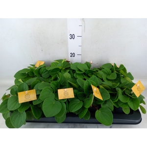 Peperomia albov. 'Rana Verde'