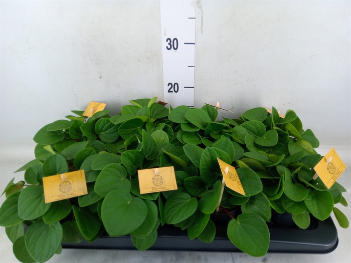 <h4>Peperomia albov. 'Rana Verde'</h4>