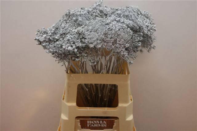 <h4>AMMI VIS GREEN MIST</h4>