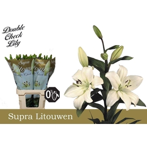 LI LA LITOUWEN SUPRA 5+