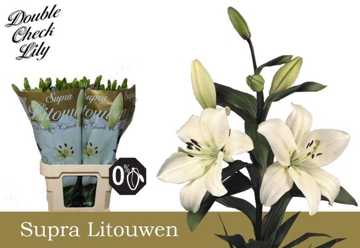 <h4>LI LA LITOUWEN SUPRA 5+</h4>