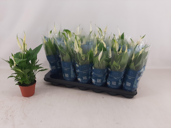 <h4>SPATH CHOPIN</h4>