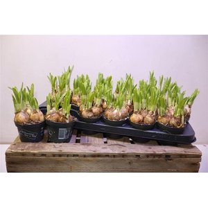 arr8 Narc O Tete A Tete