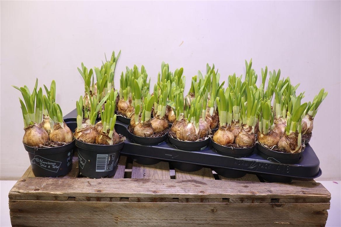 <h4>arr8 Narc O Tete A Tete</h4>