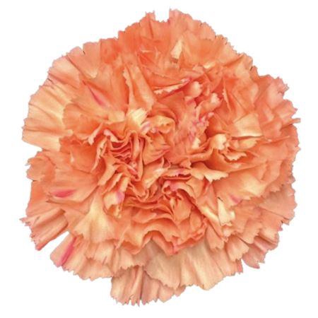 <h4>DI ST OR. STROMBOLI</h4>