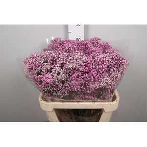 Gyps Million Stars 2 Pink