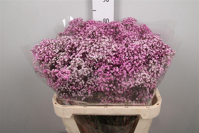 <h4>Gyps Million Stars 2 Pink</h4>