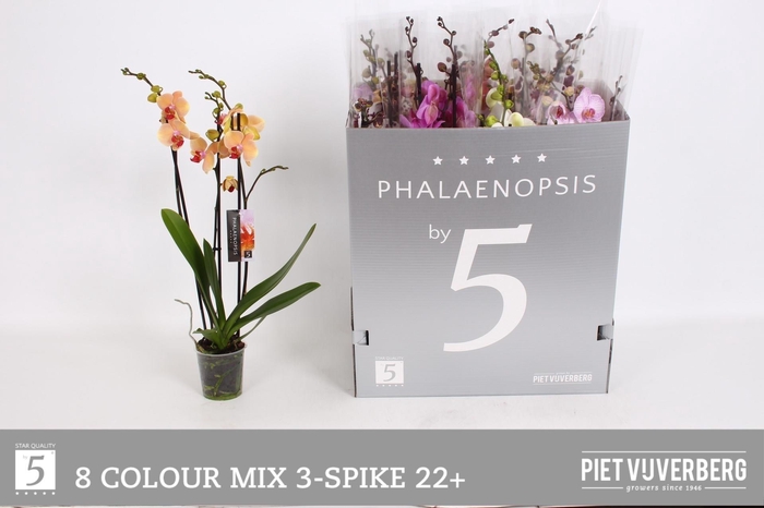 <h4>PHAL GEM 8 KL</h4>