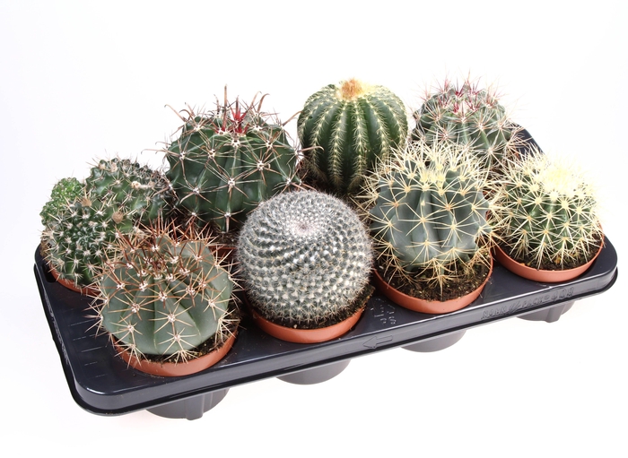 <h4>Cactus bol mix</h4>