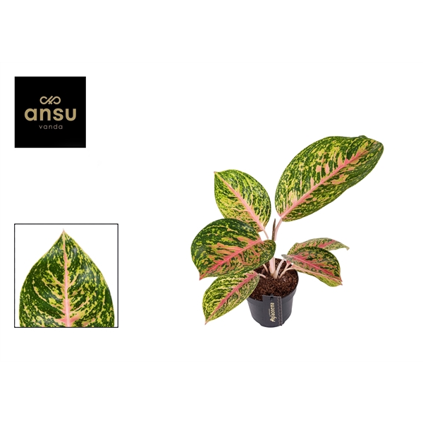 <h4>Aglaonema Spring Red</h4>