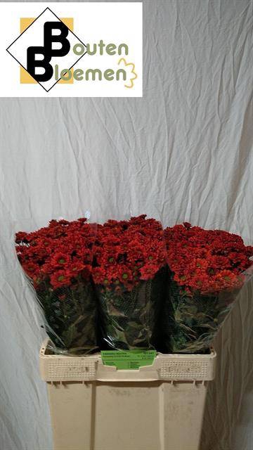 <h4>CHR SAN MELISSA</h4>