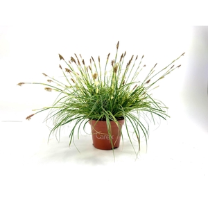 Carex Snowline p10,5