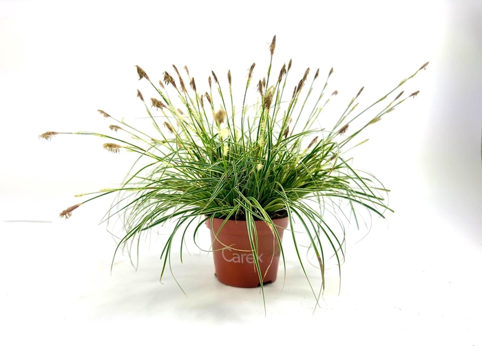 <h4>Carex Snowline p10,5</h4>