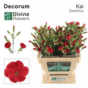 Di Solomio Kai Divine