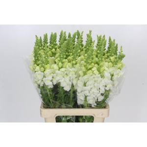 Antirrhinum Potomac White
