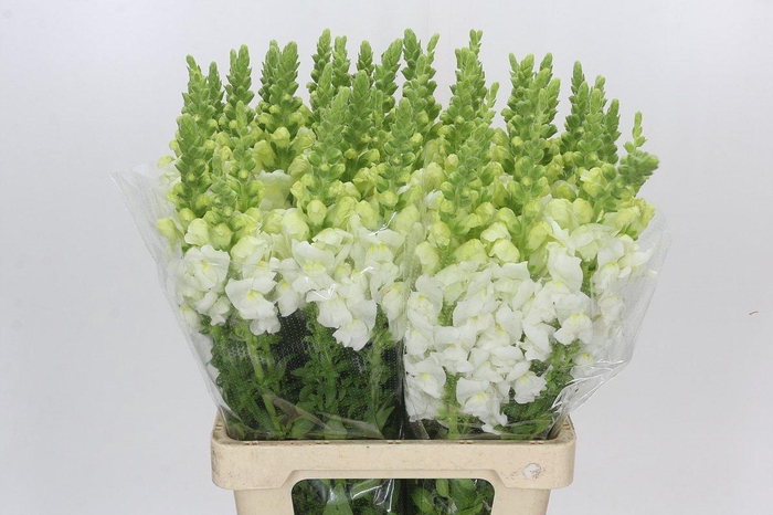 <h4>Antirrhinum Potomac White</h4>