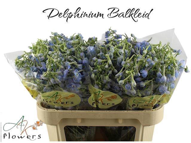 <h4>DELPH EN BALLKLEID</h4>