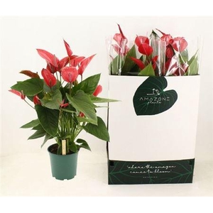 Anthu Melodia Ibis 8-10 +